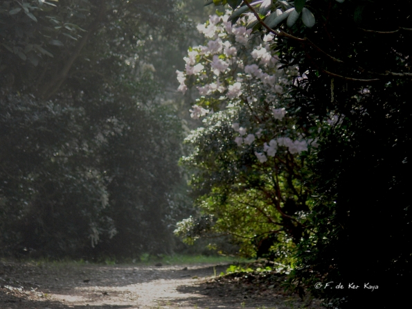 Bois des Moutiers (145) mars 2012